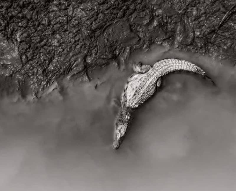عکس هوایی از یک تمساح