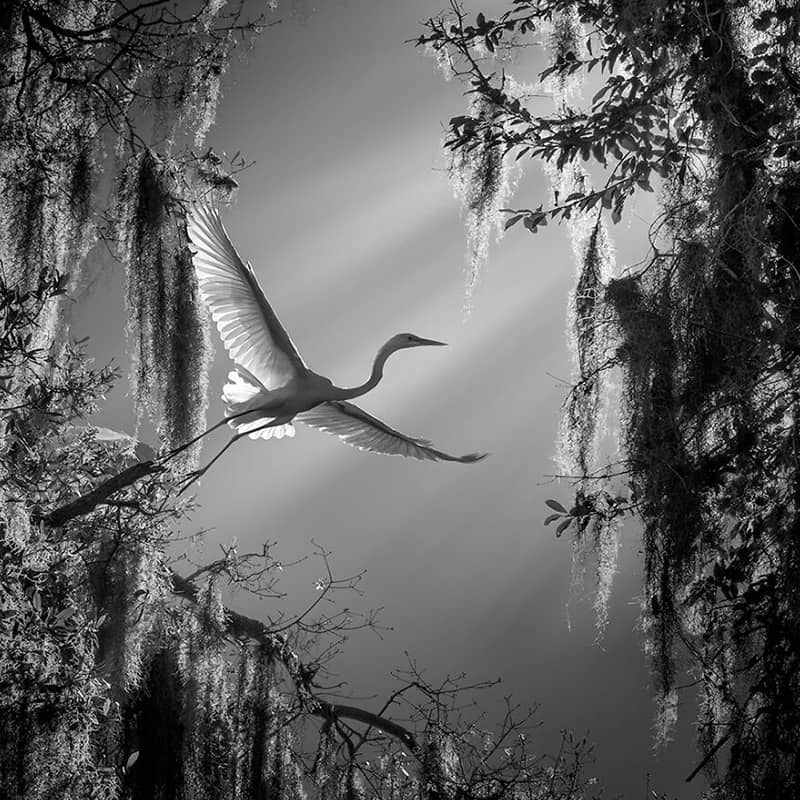 عکس سیاه و سفید از پرنده‌ای در حال پرواز