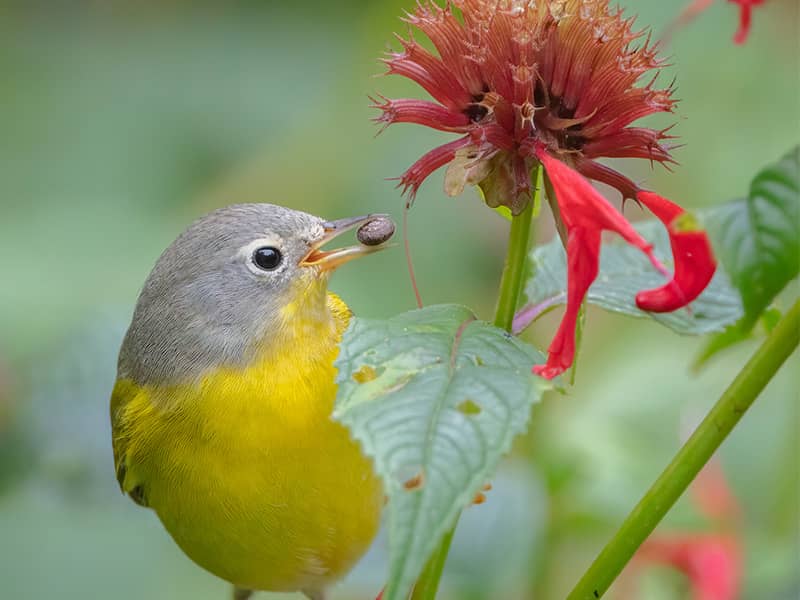 پرنده ای کوچک در کنار گلی قرمز