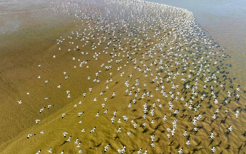 عکس هوایی از انبوهی از پرندگان