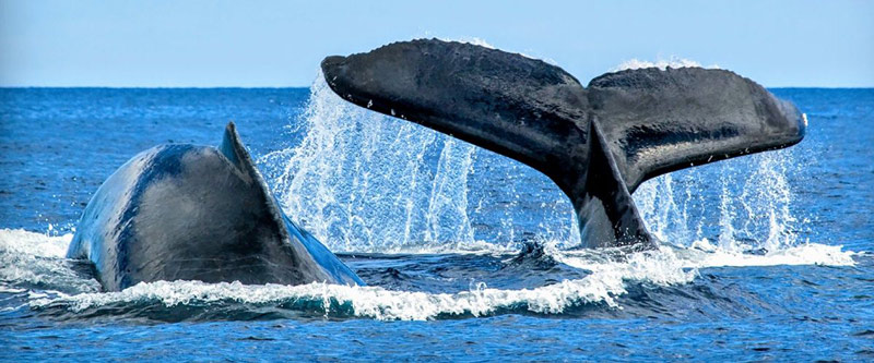 نهنگ های اقیانوس آرام در نزدیکی سواحل هاوایی