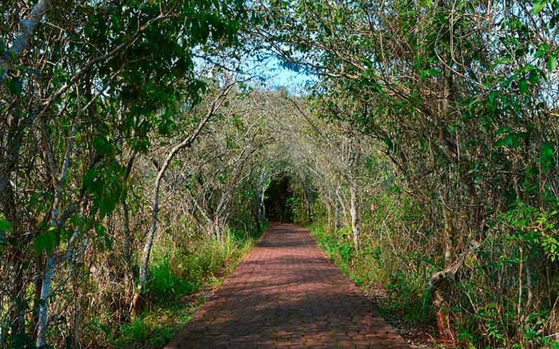 مسیر سنگفرش قرمزرنگ در میان پارک ملی ایگواسو