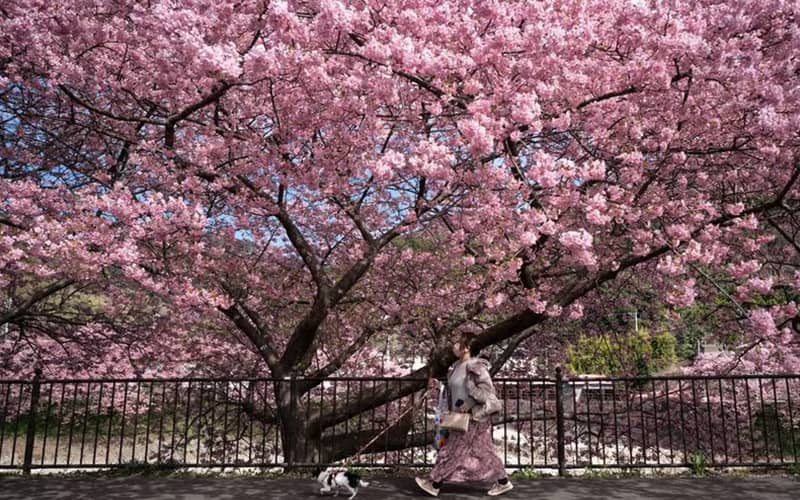 زنی در حال پیاده روی از کنار درختان گیلاس