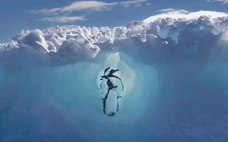 سه پنگوئن زیر سطح یخ زده آب دریا