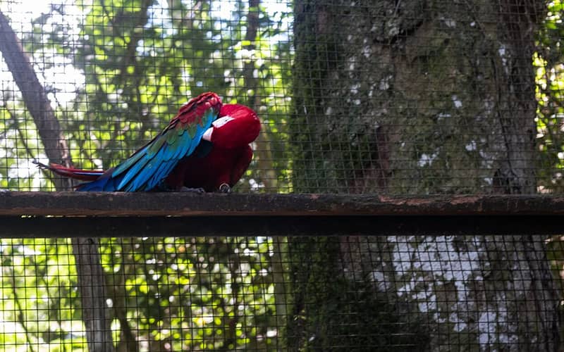 یکی از پرندگان پارک ملی ایگواسو