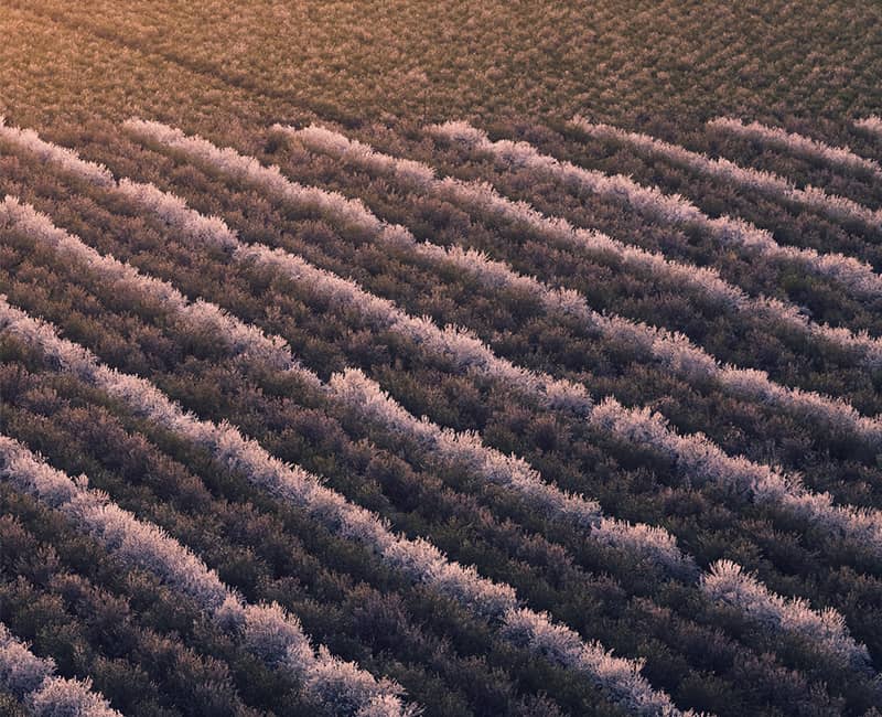 خطوط بنفش رنگ در زمین کشاورزی