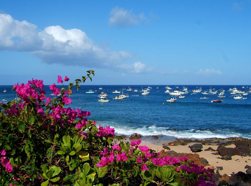 گل های بنفش در ساحل پارک کالاوپاپا در هاوایی با نمای اقیانوس