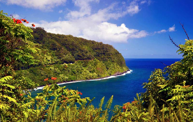 گیاهان استوایی سرسبز در کرانه اقیانوس آرام در جزیره مائویی هاوایی از نمای بالا