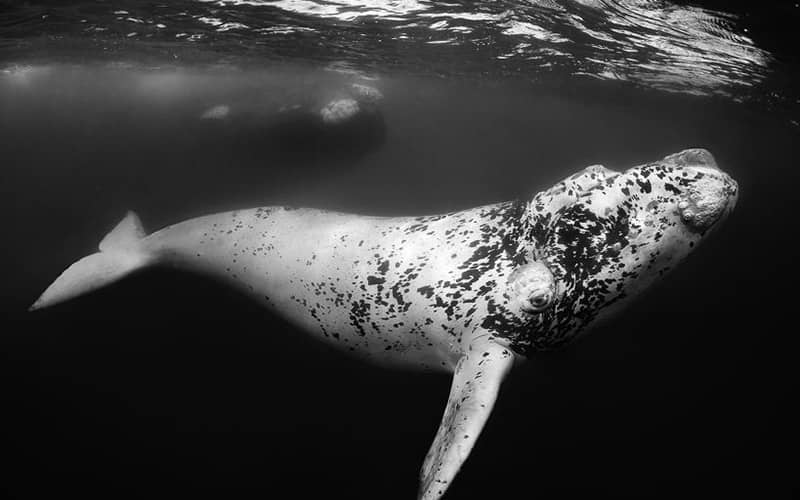 عکس سیاه و سفید از نهنگی بزرگ