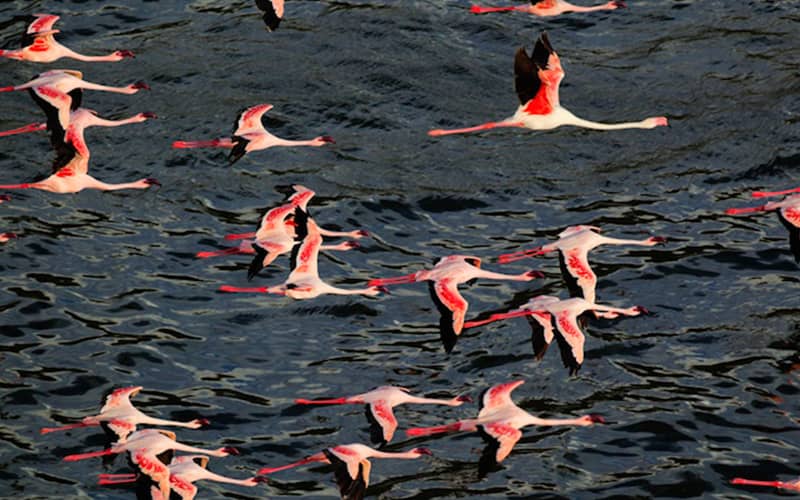 پرواز فلامینگوها روی سطح دریاچه