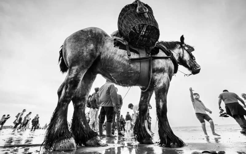 عکس سیاه و سفید یک اسب در کنار مردم
