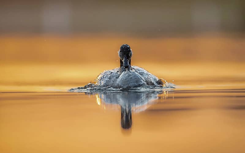 پرنده ای در حال شنا در آب