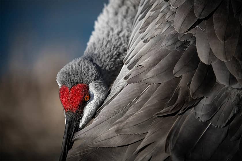 پرواز و شکار، دنیای تماشایی پرندگان از لنز دوربین