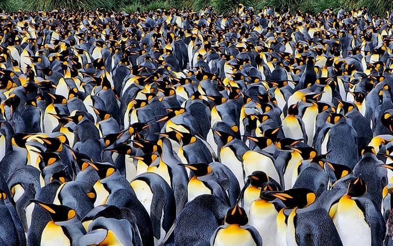 جمعیت زیادی از پنگوئن ها