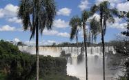 آبشار ایگواسو از پس درختان نخل