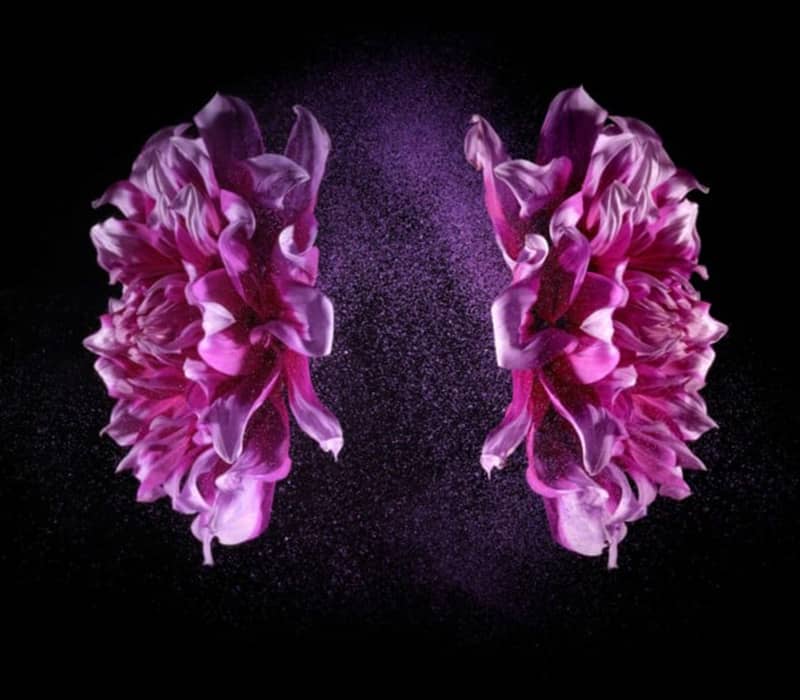 دو گل بنفش در عکسی سورئال