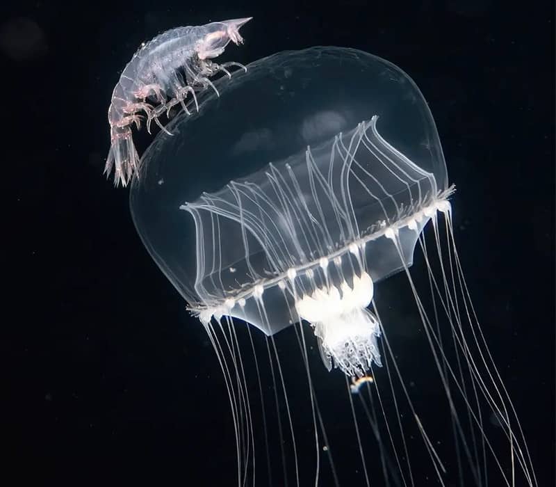 عروس دریایی در تاریکی اقیانوس