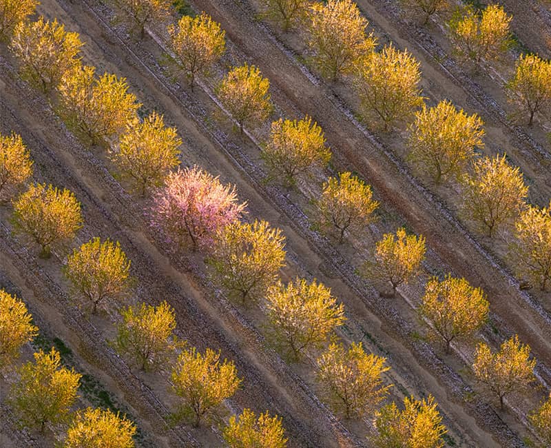 عکس هوایی از چندین ردیف درخت زردرنگ