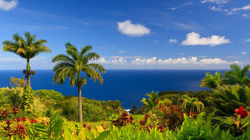 طبیعت زیبا از گل ها و درختان نخل در جزیره مائویی هاوایی از نمای دور