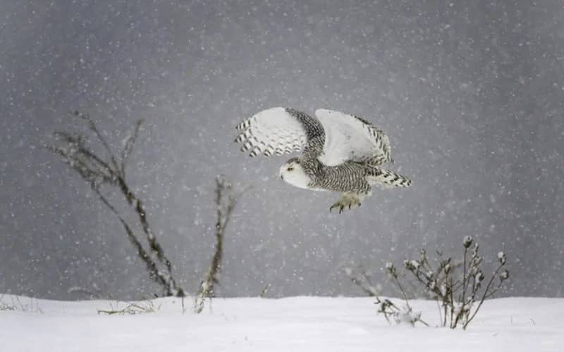 جغد سفیدرنگی در حال پرواز در هوای برفی