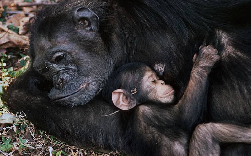 میمون و فرزندش در آغوش هم