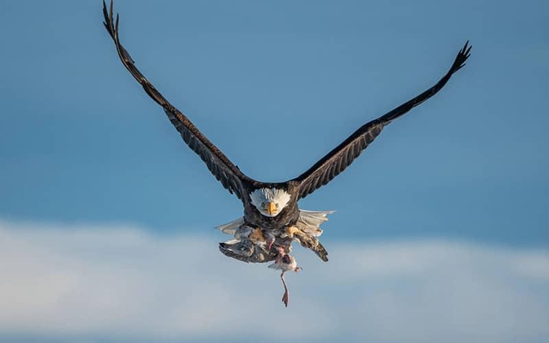 عقابی در حال پرواز با شکارش