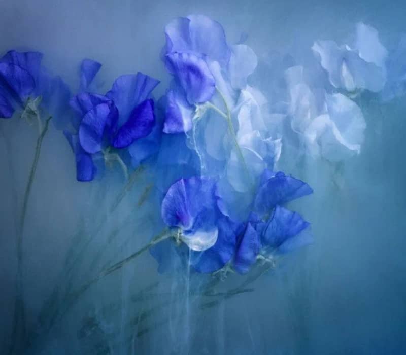 گل های آبی رنگ در عکسی مه آلود
