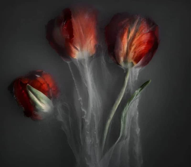 تصویر مه آلود از سه گل قرمز