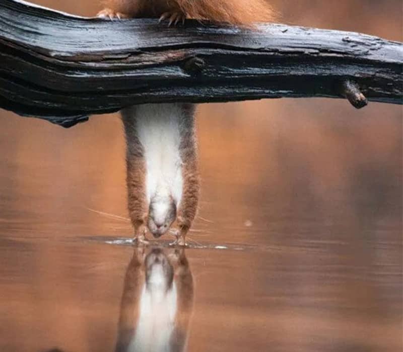 سنجاب آویزان بالای دریاچه