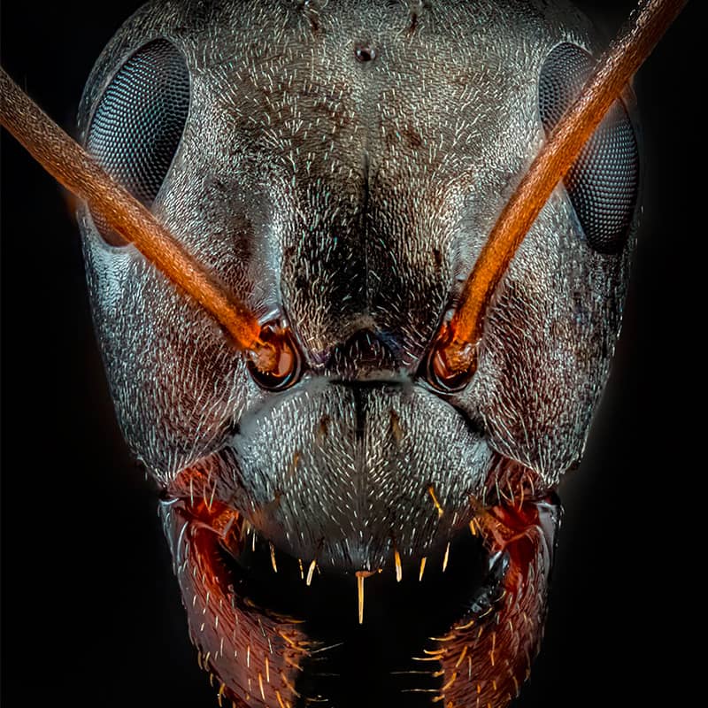 مورچه سیاه با صورتی ترسناک