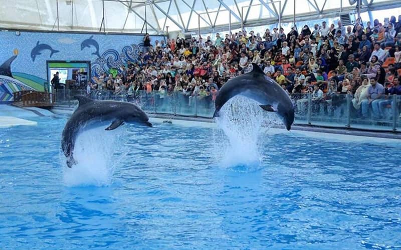 حرکات نمایشی دلفین ها در پارک دلفین های کیش