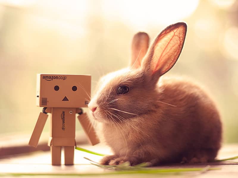 خرگوشی کوچک در کنار رباتی کاغذی