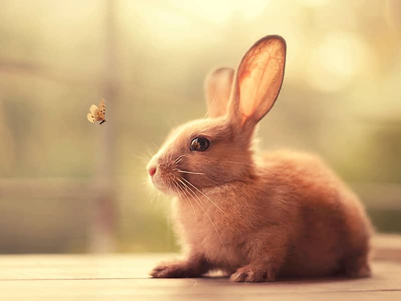 خرگوشی در حال تماشای پروانه