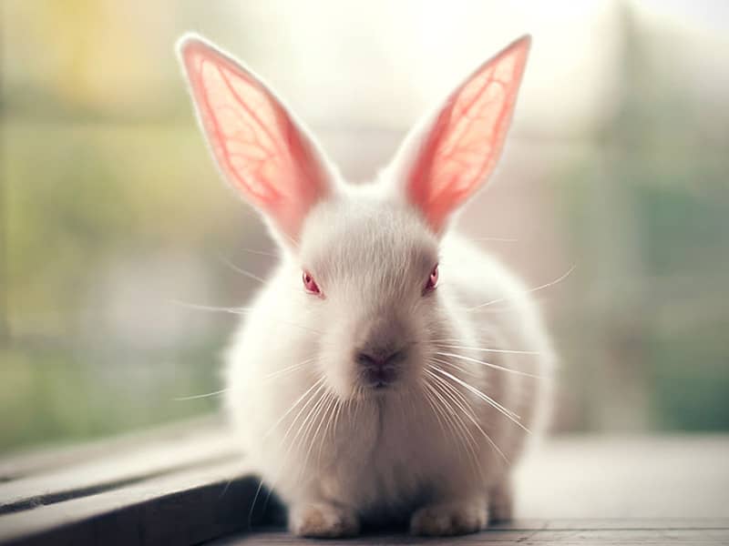 پرتره خرگوشی سفید