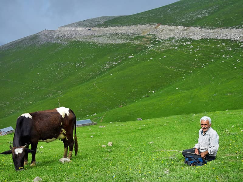پیرمردی همراه با گاوش در کوهستانی سرسبز 