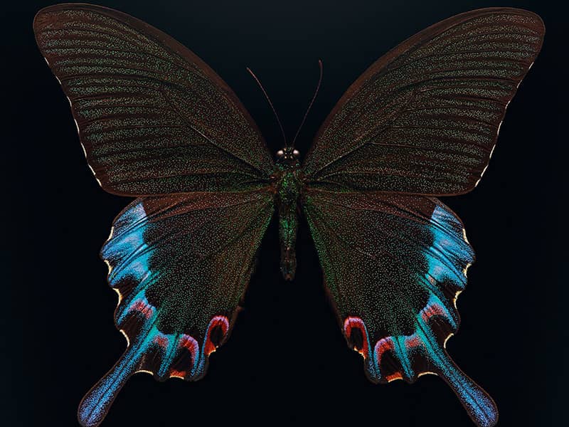 پروانه ای با بال های سیاه و آبی