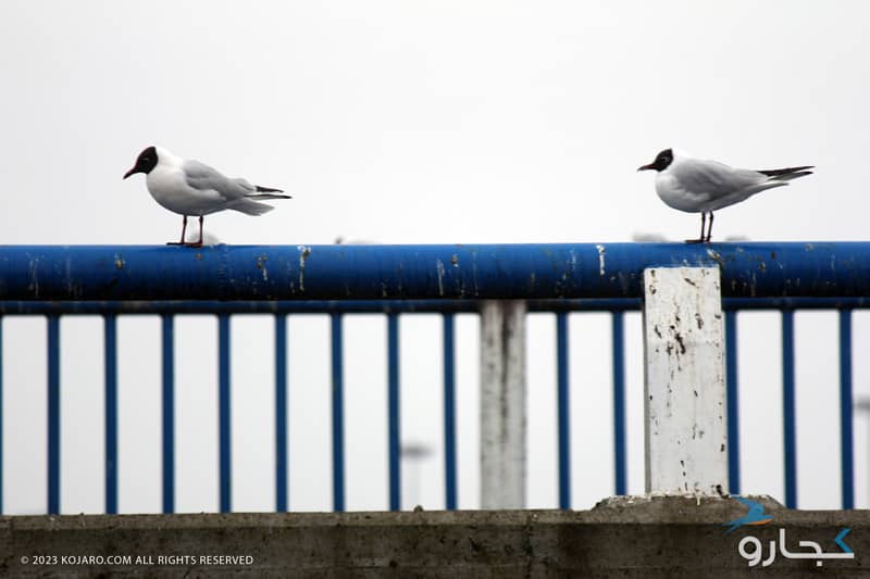 دو پرنده روی نرده های پل