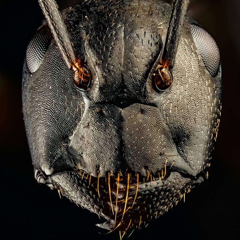 پرتره مورچه سیاه