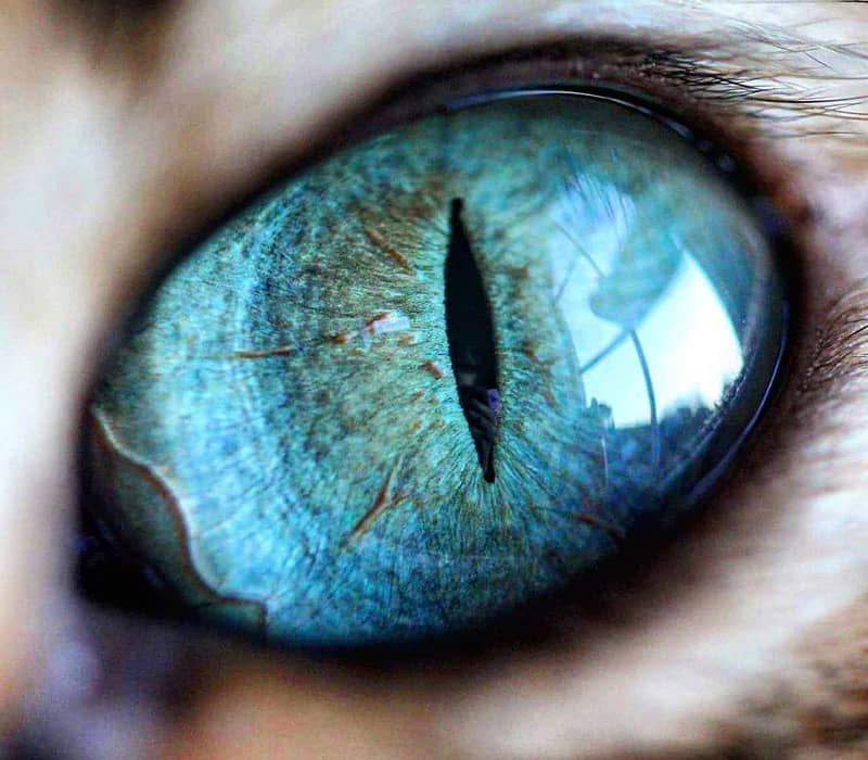 نمای نزدیک از چشمان آبی رنگ گربه