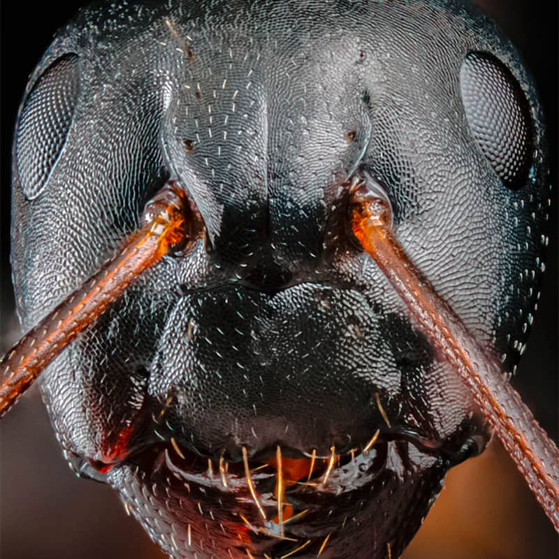 صورت مورچه در عکاسی ماکرو