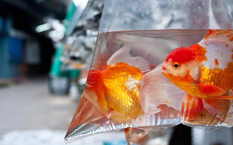 دو ماهی قرمز در نایلون آب