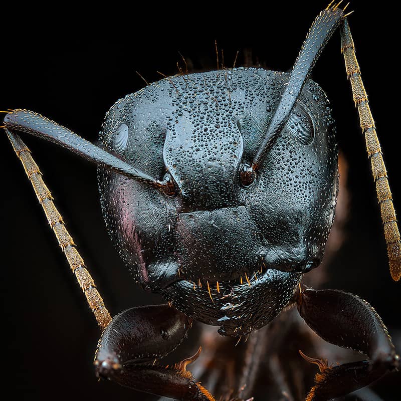 مورچه سیاه از نمای نزدیک