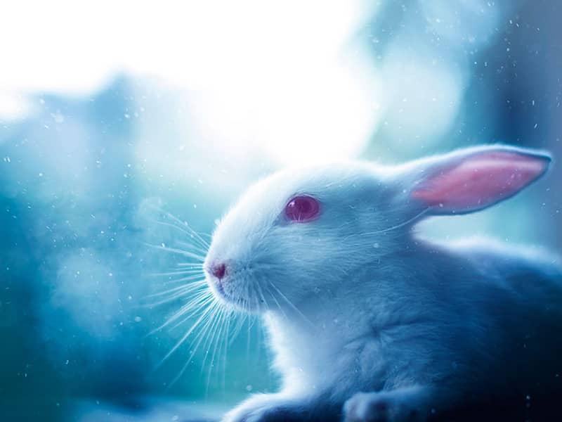 نیمرخ یک خرگوش سفیدرنگ