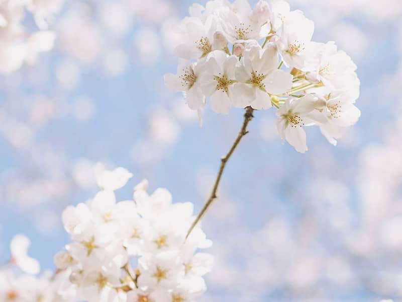 شکوفه های سفیدرنگ درختان در بهار