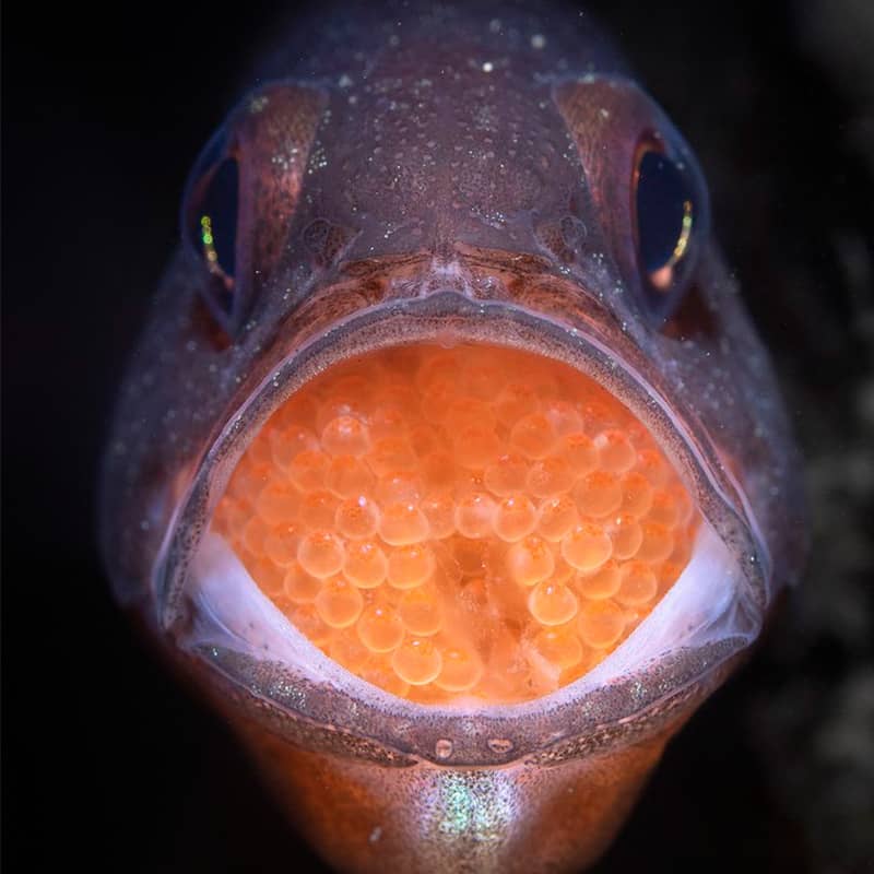 ماهی با دهانی پر از تخم