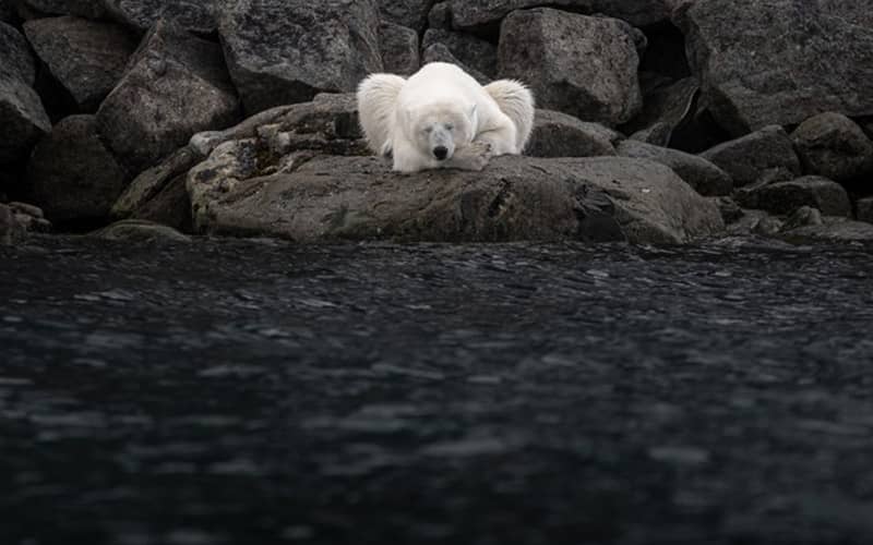 خرس قطبی در حال استراحت روی تخته سنگی سیاه