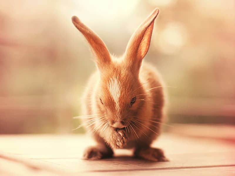 خرگوشی قهوه ای