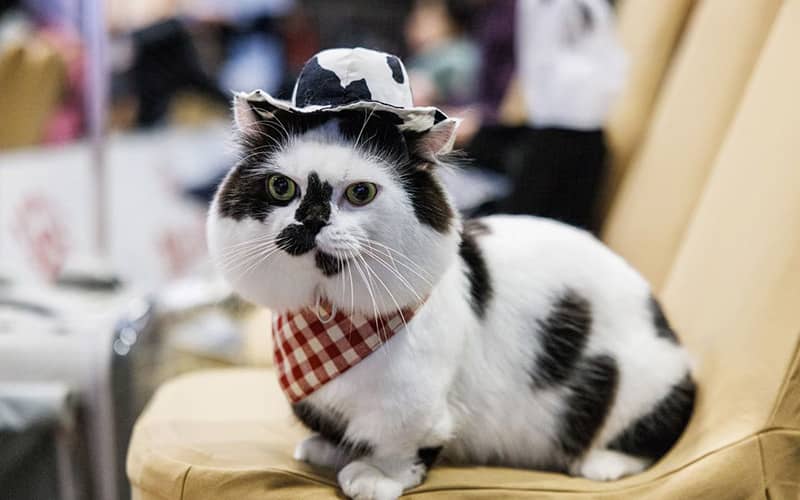 عکس گربه ای با کلاه سیاه و سفید
