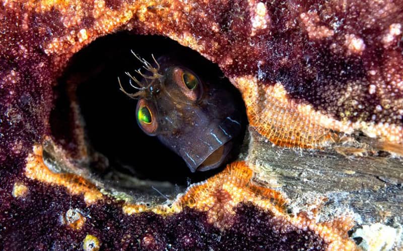 پرتره یک جاندار دریایی در میان گیاهان رنگی