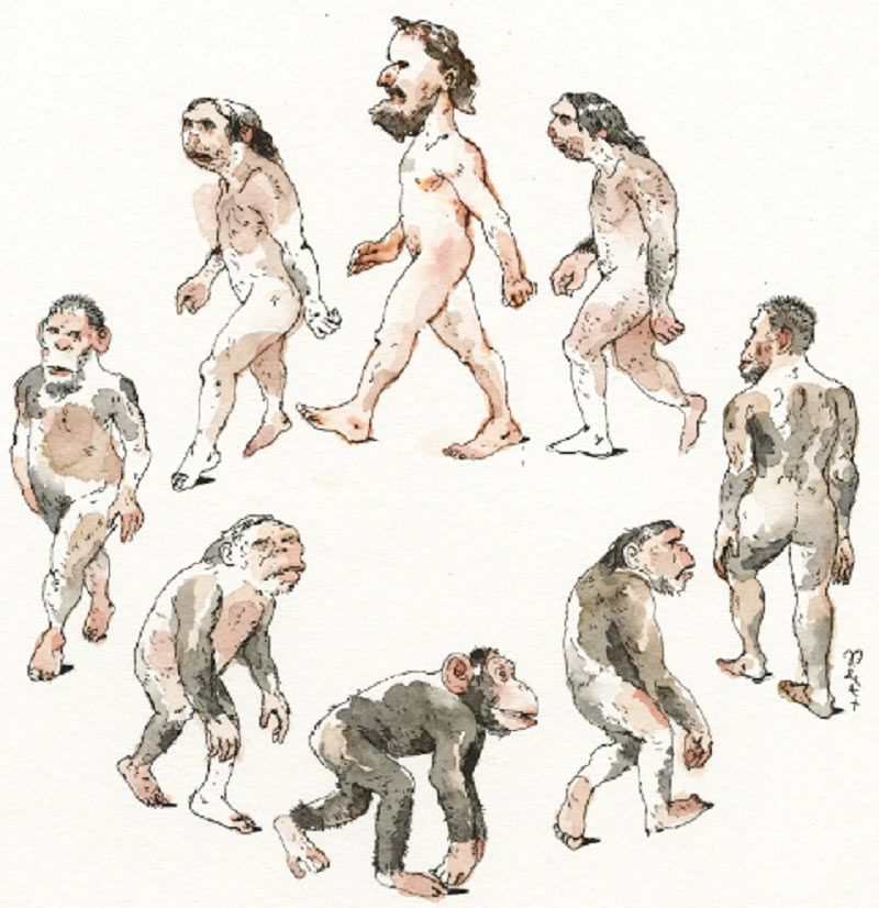 تکامل از دیدگاه داروین